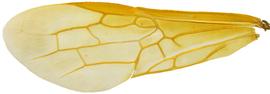   Sirex obesus  fore wing; photo by H. Goulet, CNC 
